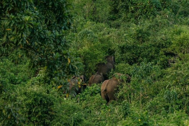 3-Day Chebera Churchura Wildlife Adventure of Life Time