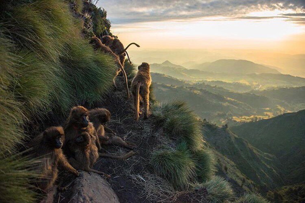 Simien Mountains NP 19 Worqamba Tour & Travel