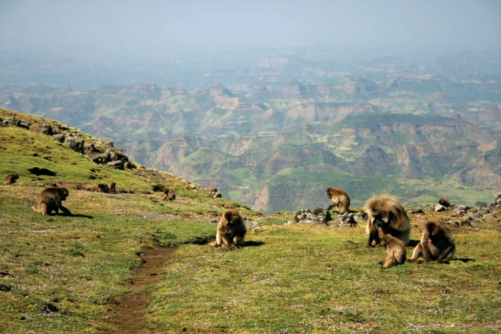 Simien Mountains Trekking panoramic view of cliffs
Simien Mountains Trekking Gelada baboons in the wild
Simien Mountains Trekking Walia ibex on rocky slopes
Simien Mountains Trekking hikers on mountain trail
Simien Mountains Trekking sunrise over Ras Dashen